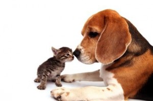 Pet SItting with TLC -Meet and Greet - Beagle and kitten