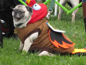 Pug Festival | Spencer MA | Pet Sitting with TLC
