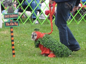 Pug Festival | Pet sitting | Wareham