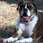 “Mollie” In Home Pet Sitting in Acushnet