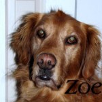 “Zoe”  from Wareham