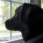 “Molli” In Home Pet Sitting in Marion