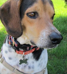 “Auggie”  Forever Home on the Cape